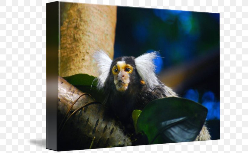 New World Monkeys Marmot Imagekind Art, PNG, 650x506px, New World Monkeys, Art, Canvas, Cercopithecidae, Imagekind Download Free