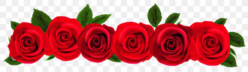 Rose Clip Art, PNG, 1641x480px, Rose, Cut Flowers, Digital Image, Document, Floral Design Download Free