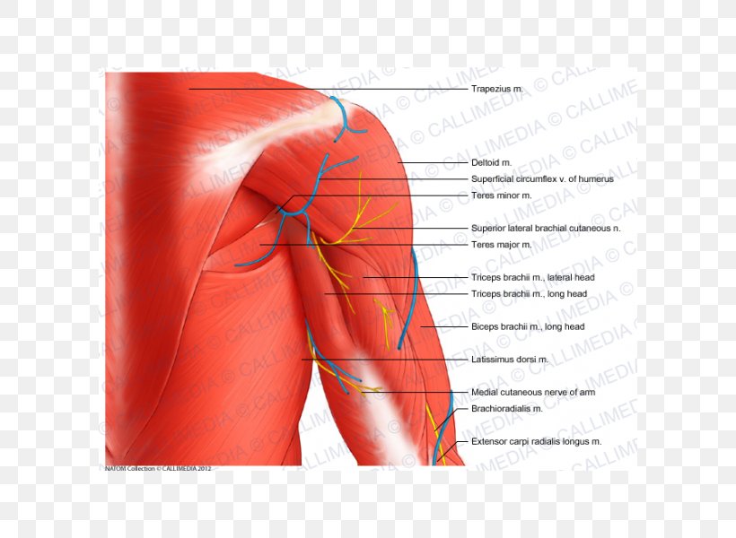 Shoulder Coronal Plane Muscle Arm Anatomy, PNG, 600x600px, Watercolor, Cartoon, Flower, Frame, Heart Download Free