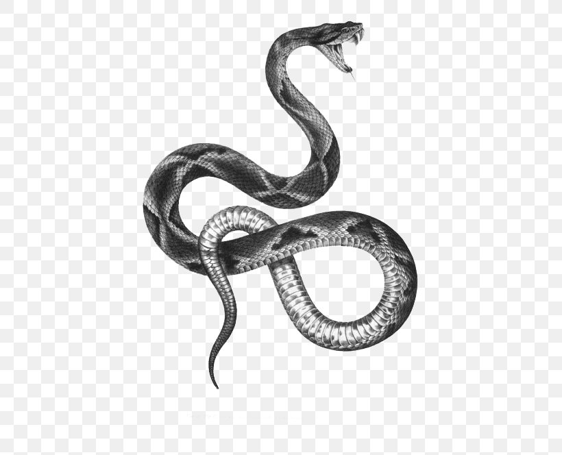 The Snakes Of Australia Tattoo Artist Black-and-gray, PNG, 500x664px, Snake, Black And White, Black Rat Snake, Blackandgray, Boa Constrictor Download Free