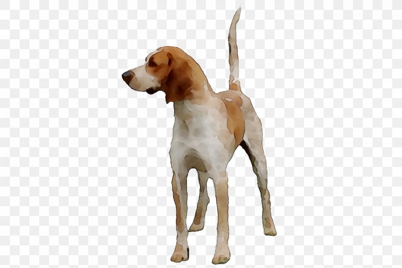 Treeing Walker Coonhound English Foxhound American Foxhound Beagle Harrier Png 1415x943px Treeing Walker Coonhound American Foxhound