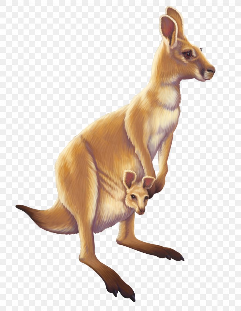 Australia Kangaroo Animal, PNG, 1861x2400px, Australia, Animal, Animal Figure, Emu, Fauna Download Free