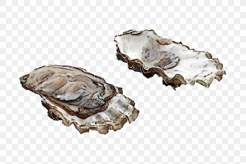 Oyster Rock Bivalve Seafood Beige, PNG, 1685x1124px, Oyster, Beige, Bivalve, Rock, Seafood Download Free
