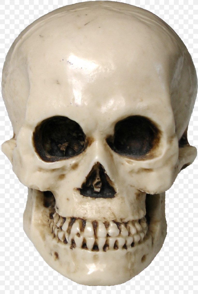 Skull Human Skeleton Drawing, PNG, 1500x2225px, Skull, Bone, Drawing, Head, Human Skeleton Download Free
