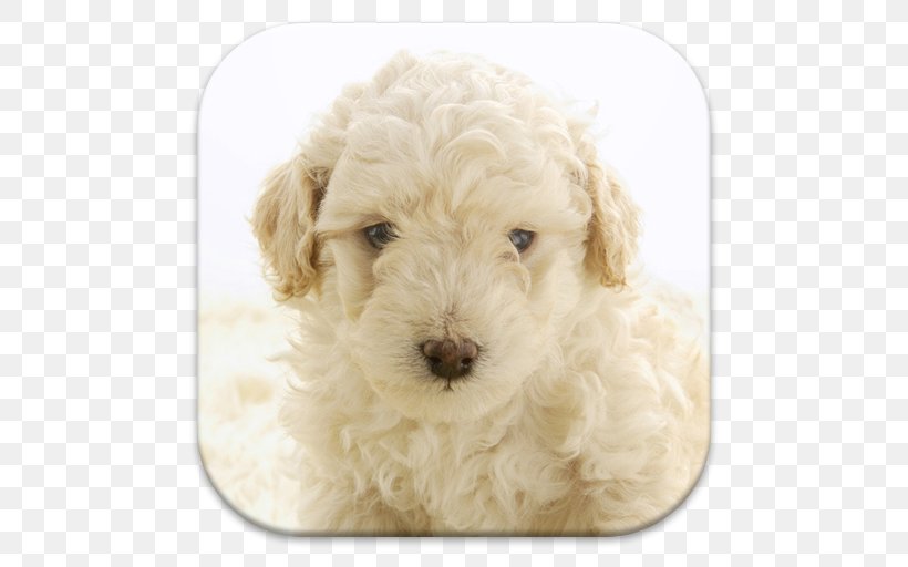 Miniature Poodle Lagotto Romagnolo Standard Poodle Cockapoo Spanish Water Dog, PNG, 512x512px, Miniature Poodle, Bolognese, Bolognese Dog, Carnivoran, Cockapoo Download Free