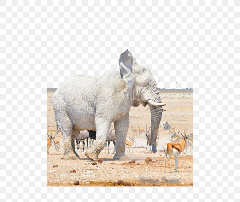 Nebrownii Hills Like White Elephants Etosha National Park, PNG, 500x690px, White Elephant, Africa, African Elephant, Animal, Elephant Download Free