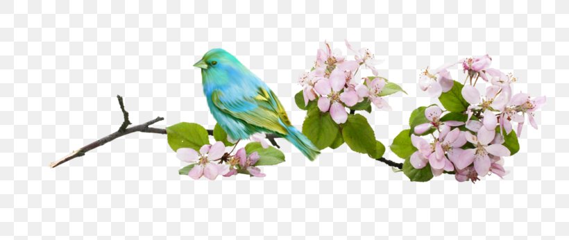 Bird Flower Branch, PNG, 800x346px, Bird, Animal, Beak, Bird Vocalization, Blossom Download Free