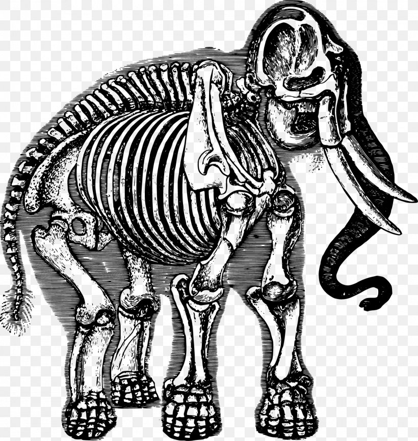 Elephant Human Skeleton Clip Art, PNG, 1576x1668px, Elephant, African Elephant, Anatomy, Art, Black And White Download Free