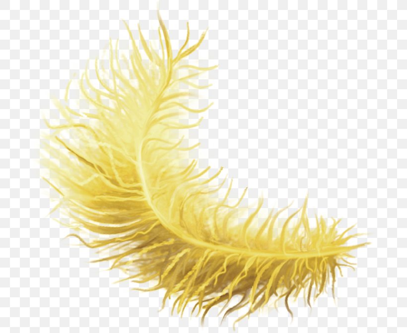Photography Yellow Feather Picture Frames Clip Art, PNG, 705x672px, Photography, Close Up, Closeup, Color, Feather Download Free
