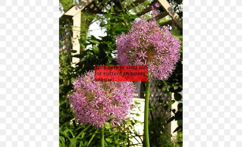 Shrub Annual Plant Genus Onion, PNG, 500x500px, Shrub, Annual Plant, Flower, Flowering Plant, Genus Download Free