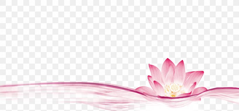 Simple Pink Flowing Decoration, PNG, 1920x900px, Petal, Close Up, Computer, Flower, Nelumbo Nucifera Download Free