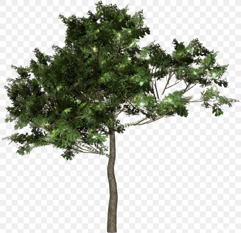 Tree Forest Clip Art, PNG, 1063x1028px, Tree, Branch, Crown, Evergreen, Forest Download Free