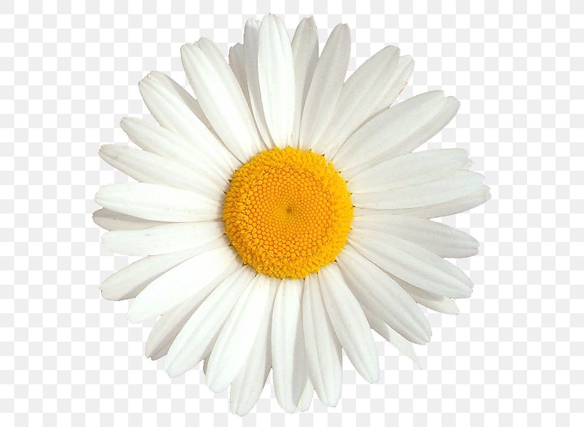 Savor Bowie 2018 OSNOVNA ŠOLA FRANA KRANJCA Clip Art, PNG, 599x600px, Animaatio, Aster, Chrysanths, Daisy, Daisy Family Download Free