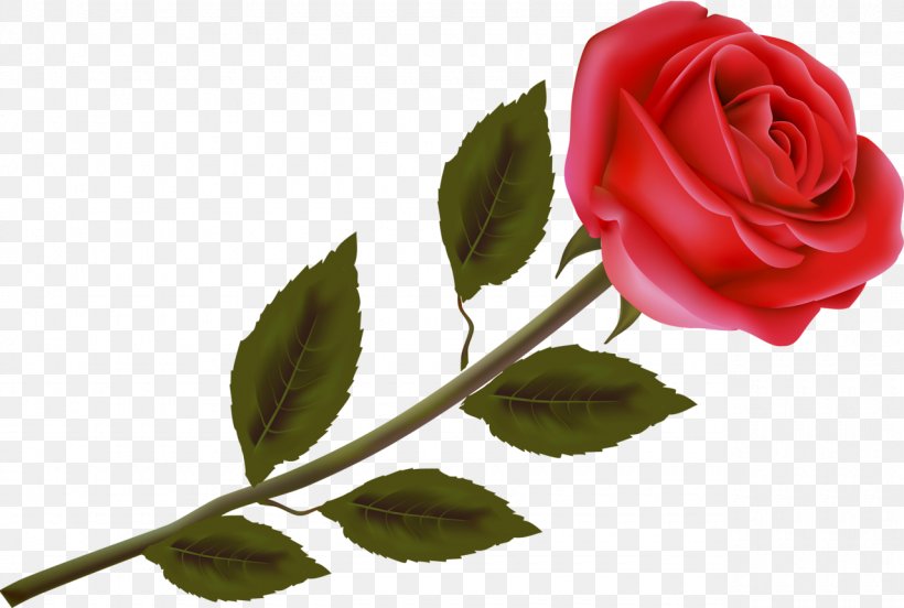 Garden Roses Flower Clip Art, PNG, 1280x863px, Garden Roses, Beach Rose, Centifolia Roses, Cut Flowers, Floribunda Download Free