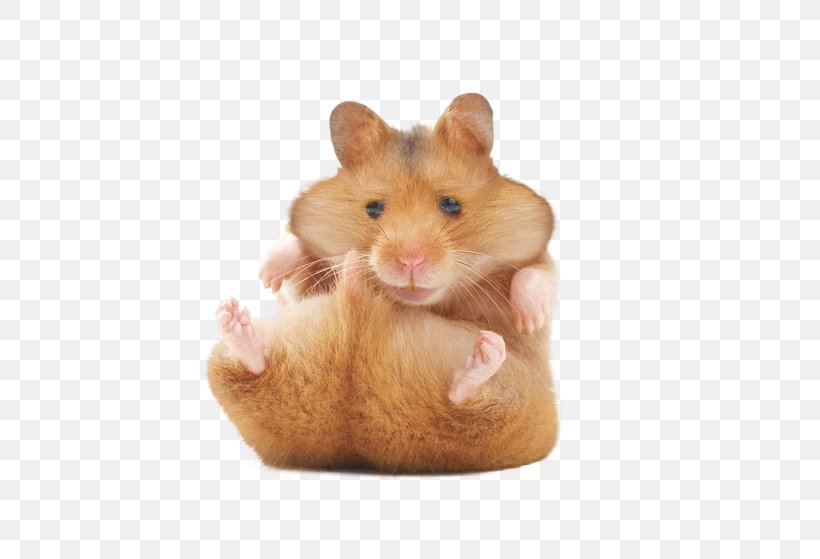 Golden Hamster Rodent Gerbil Your Hamster, PNG, 600x559px, Hamster, Cage, Chinese Hamster, Dormouse, Gerbil Download Free