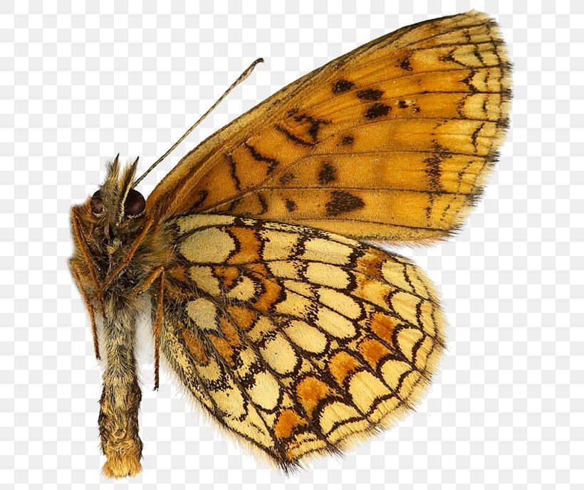Monarch Butterfly Pieridae Gossamer-winged Butterflies Brush-footed Butterflies, PNG, 642x689px, Monarch Butterfly, Arthropod, Brush Footed Butterfly, Brushfooted Butterflies, Butterflies And Moths Download Free