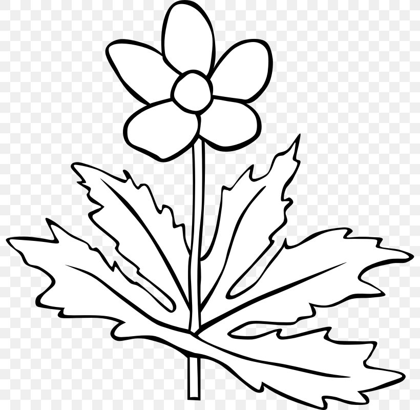 Plant White Flower Clip Art, PNG, 800x800px, Plant, Alder, Anemone Canadensis, Artwork, Black Download Free