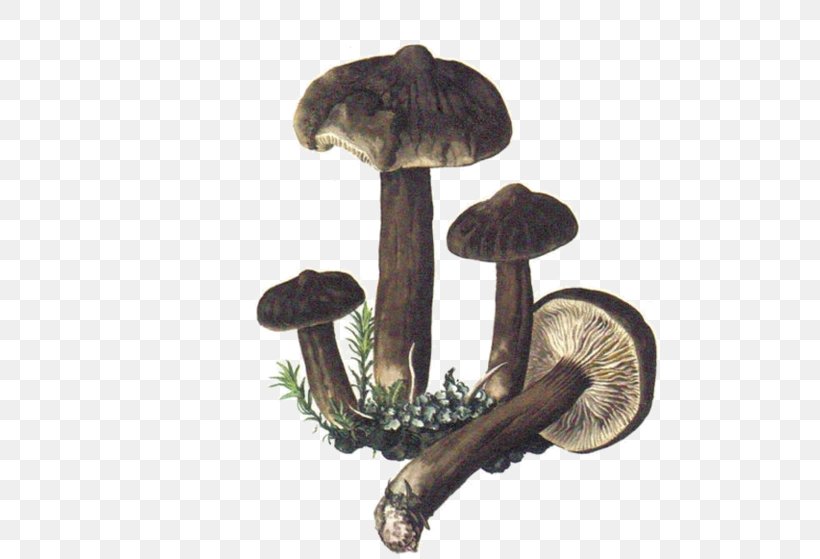 Shiitake Mushroom Fungus Boletus Edulis Map, PNG, 600x559px, Shiitake, Boletus Edulis, Color, Edible Mushroom, Fungus Download Free