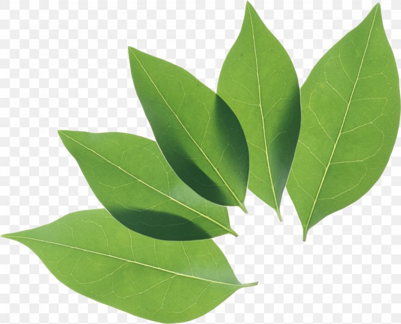 Leaf Privet, PNG, 2291x1850px, Leaf, Autumn Leaf Color, Green, Image File Formats, Image Resolution Download Free