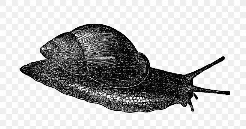 Sea Snail Slug Gastropods Terrestrial Animal, PNG, 1500x786px, Snail, Animal, Black And White, Gastropods, Invertebrate Download Free
