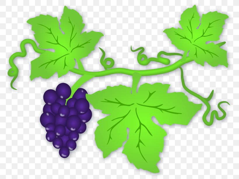 Common Grape Vine Wine Grape Leaves Clip Art, PNG, 800x614px, Common Grape Vine, Berry, Flowering Plant, Food, Free Content Download Free