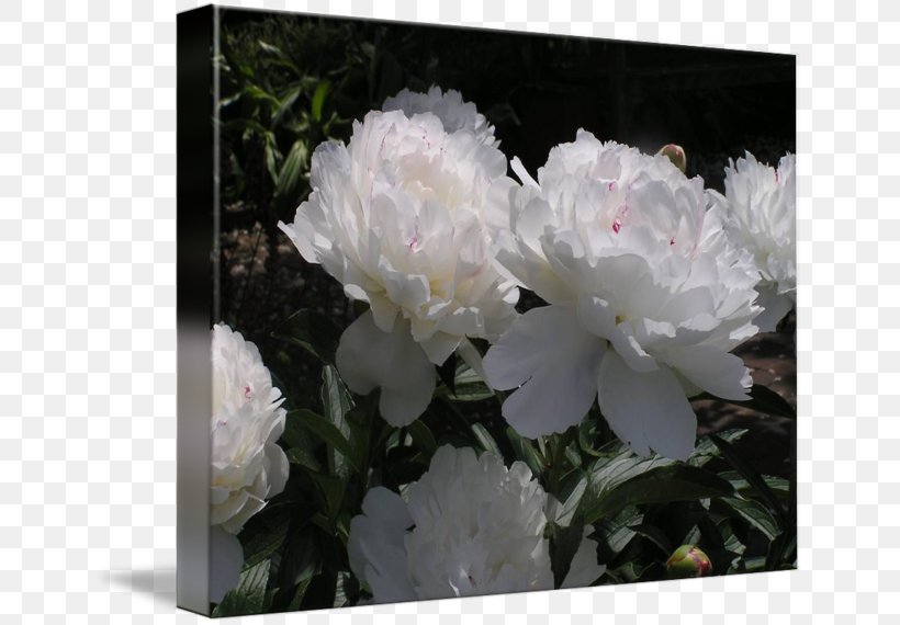 Peony Rose Family Herbaceous Plant Shrub, PNG, 650x570px, Peony, Family, Flower, Flowering Plant, Herbaceous Plant Download Free