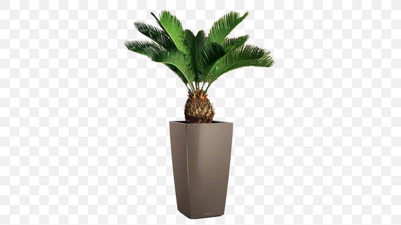 Sago Palm Houseplant Cycad Gymnosperm, PNG, 461x461px, Sago Palm, Arecaceae, Arecales, Blossom, Carl Peter Thunberg Download Free