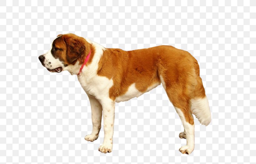 St. Bernard Drentse Patrijshond Dog Breed Labrador Retriever, PNG, 700x525px, St Bernard, Carnivoran, Collar, Companion Dog, Data Download Free