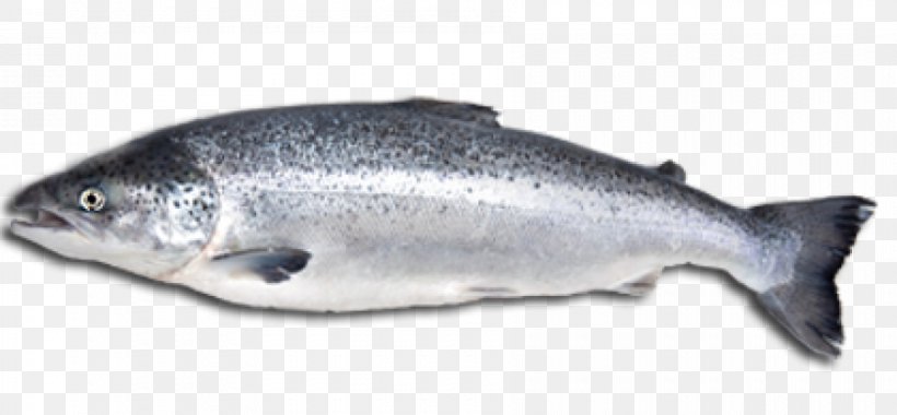 Atlantic Salmon Fish Salmonids Food, PNG, 900x418px, Salmon, Atlantic Salmon, Barramundi, Bony Fish, Diversity Of Fish Download Free