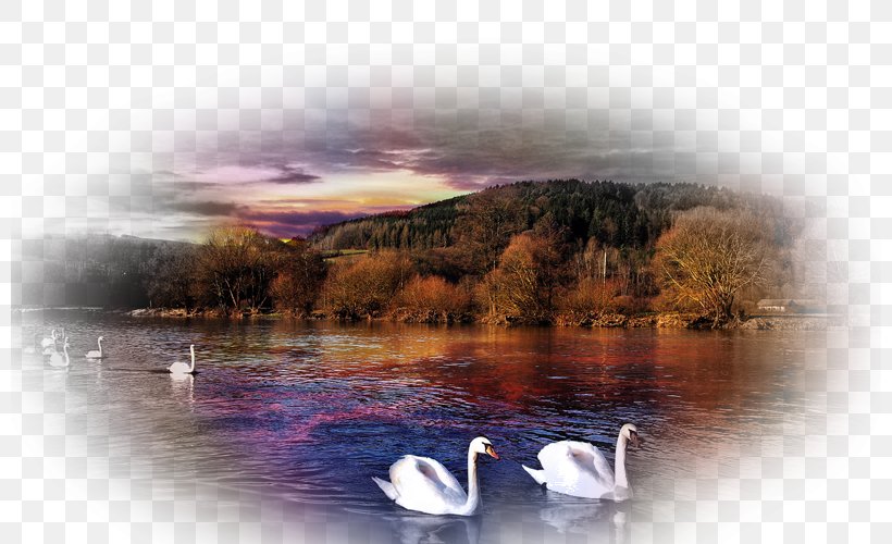 Bird Mute Swan Desktop Wallpaper Sunset Nature, PNG, 800x500px, Bird, Black Swan, Calm, Cloud, Cygnini Download Free