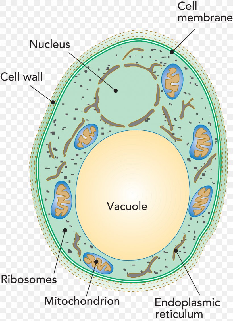 Penicillium Roqueforti Vacuole Cell Yeast Bacteria, PNG, 1200x1650px, Vacuole, Antonie Van Leeuwenhoek, Area, Ascospore, Bacteria Download Free