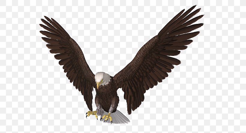 Bald Eagle Clip Art, PNG, 600x445px, Bald Eagle, Accipitriformes, Beak, Bird, Bird Of Prey Download Free