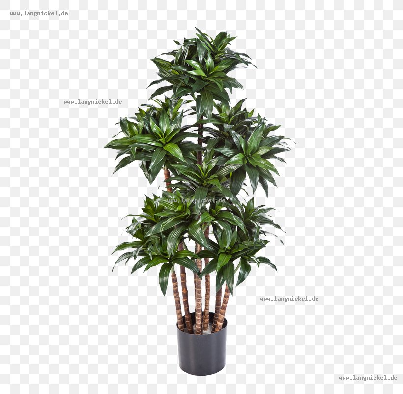 Dracaena Fragrans Tree Plant Flowerpot Leaf, PNG, 800x800px, Dracaena Fragrans, Centimeter, Dracaena, Evergreen, Flowerpot Download Free