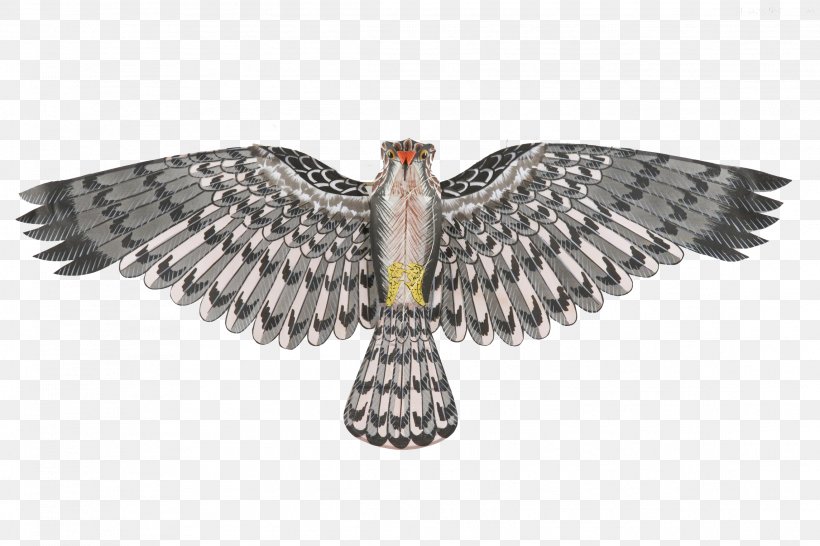 Eagle Bird Flight Owl Wing, PNG, 2289x1526px, Eagle, Accipitriformes, Beak, Bird, Bird Of Prey Download Free