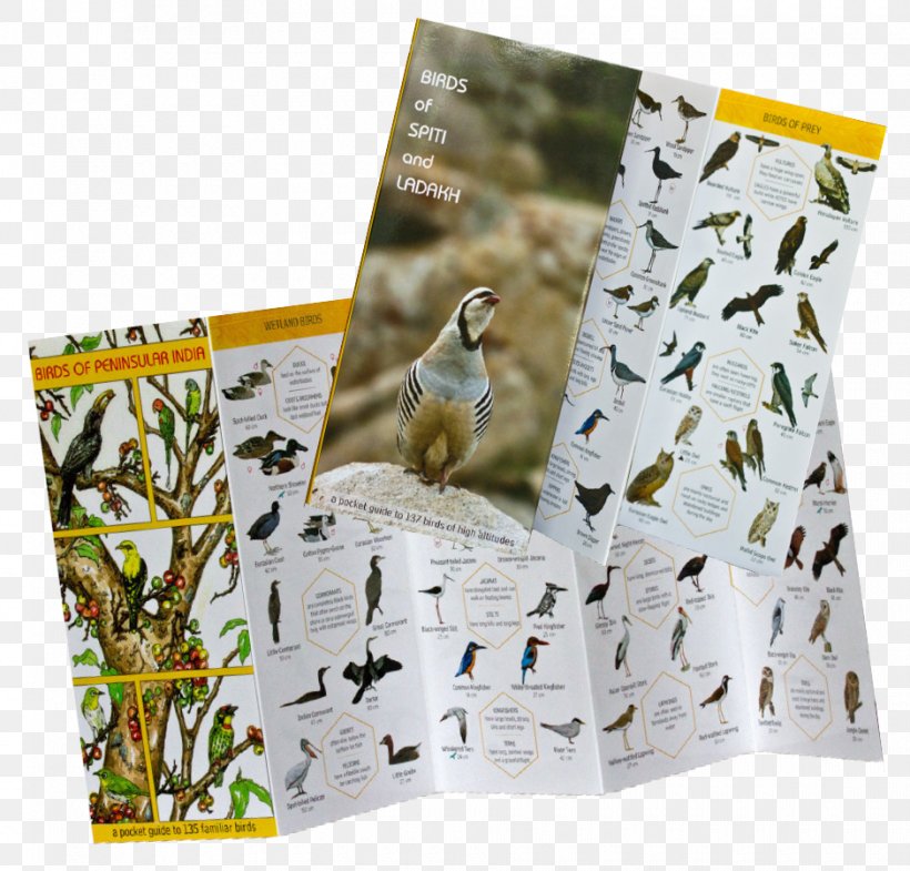 Fauna Wildlife, PNG, 940x901px, Fauna, Wildlife Download Free