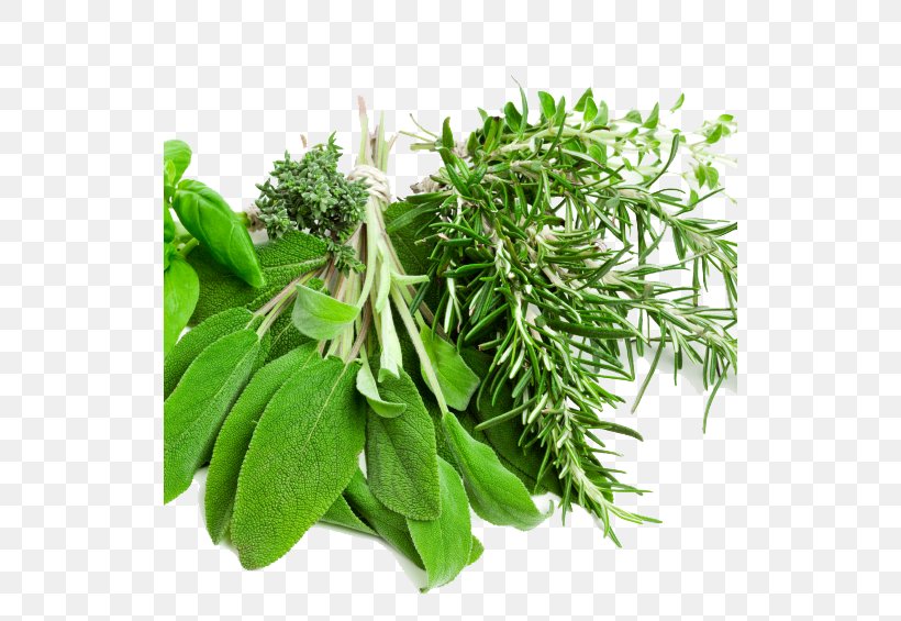 Herbalism Mediterranean Cuisine Food Spice, PNG, 522x565px, Herb, Aufguss, Cooking, Fines Herbes, Flavor Download Free