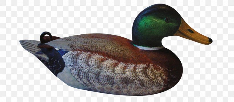 Mallard Wood Duck, PNG, 900x395px, Mallard, Animal Figure, Beak, Bird, Canvasback Download Free