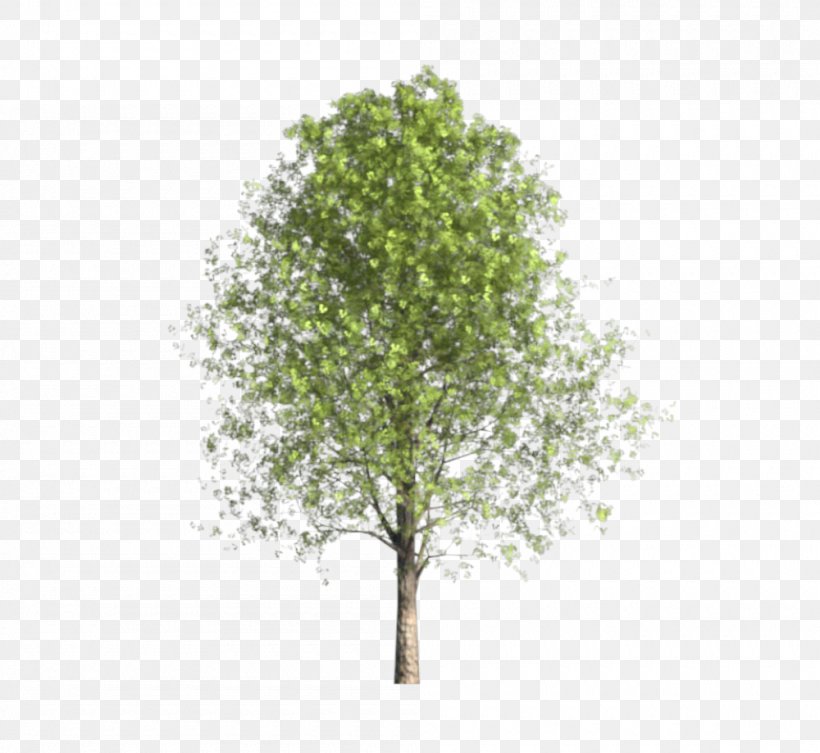 Oak Plane Trees Plane Tree Family, PNG, 1000x919px, Oak, Branch, Plane Tree Family, Plane Trees, Plant Download Free