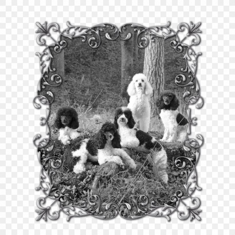 Picture Frames White Animal, PNG, 1200x1200px, Picture Frames, Animal, Black And White, Monochrome, Monochrome Photography Download Free
