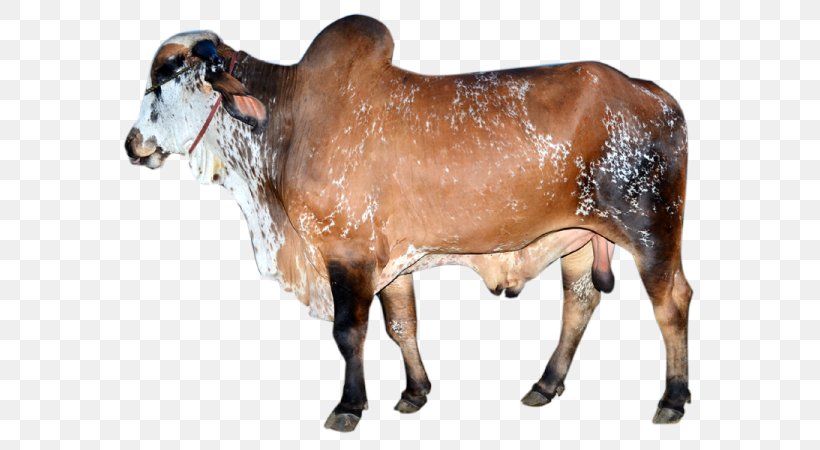 Dairy Cattle Zebu Calf Ox Bull, PNG, 600x450px, Dairy Cattle, Animal, Animal Figure, Bull, Calf Download Free