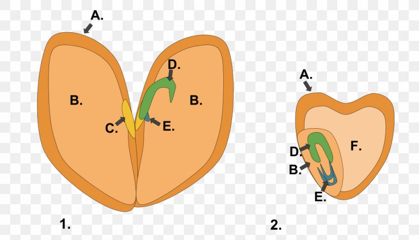 Dicotyledon Seed Endosperm Fruit, PNG, 1024x588px, Watercolor, Cartoon, Flower, Frame, Heart Download Free