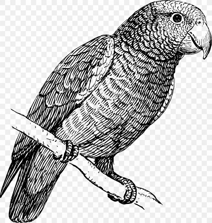 Drawing Budgerigar Amazon Parrot Clip Art, PNG, 1220x1280px, Drawing, African Grey, Amazon Parrot, Autocad Dxf, Beak Download Free