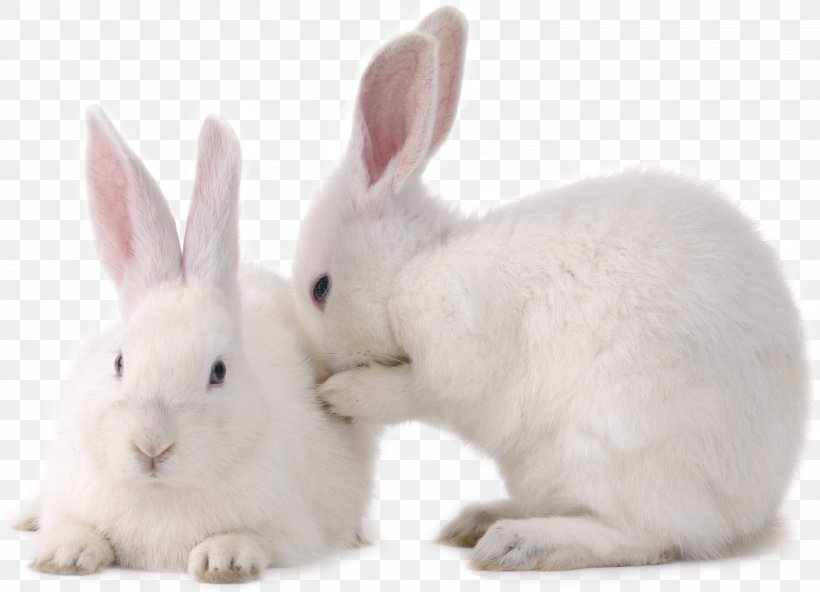 Hare Bunnies And Rabbits European Rabbit Little Rabbits, PNG, 3000x2169px, Hare, Bunnies And Rabbits, Chinchilla, Dog, Domestic Rabbit Download Free