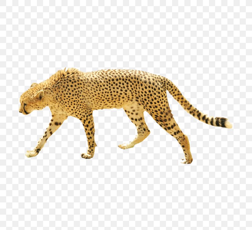 Dog Cheetah Leopard Giraffe Cat, PNG, 750x750px, Cheetah, Animal, Animal Figure, Big Cats, Carnivoran Download Free