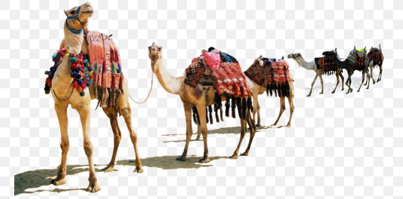 Dromedary Desert Xerocole Pack Animal Horse, PNG, 761x406px, Dromedary, Animal, Arabian Camel, Arabian Peninsula, Bedouin Download Free