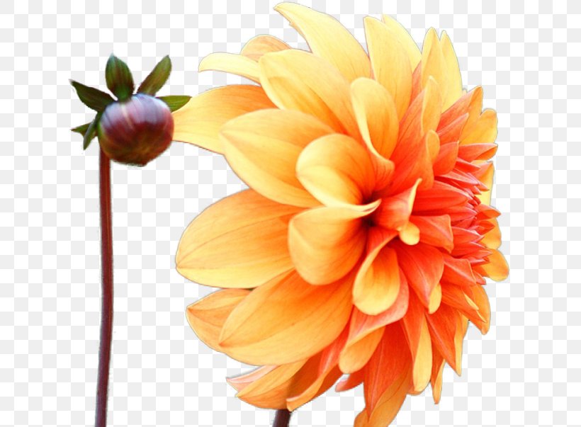Dahlia Pinnata Color Flower Daisy Family Desktop Wallpaper, PNG, 650x603px, Dahlia Pinnata, Bulb, Color, Cut Flowers, Dahlia Download Free
