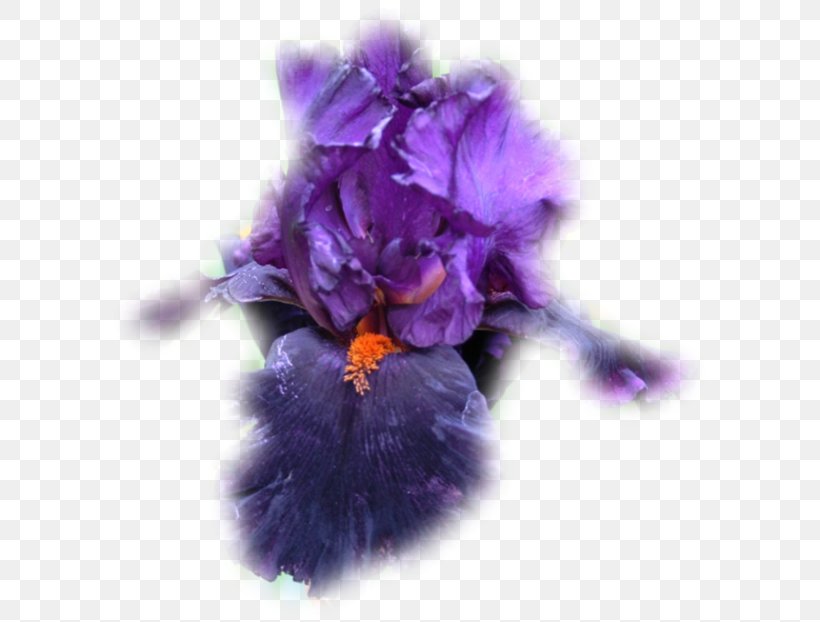 Violet Petal Family Violaceae, PNG, 600x622px, Violet, Family, Flower, Flowering Plant, Iris Download Free