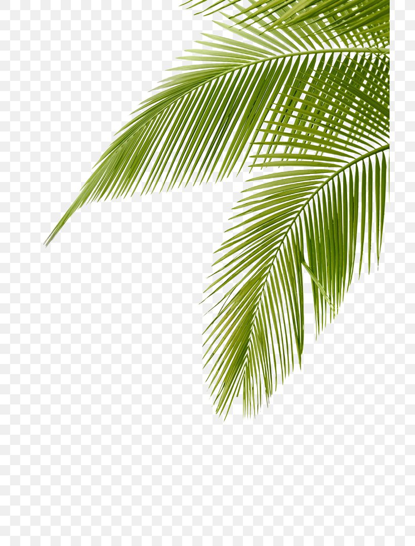 Arecaceae Leaf Frond Clip Art, PNG, 720x1080px, Arecaceae, Arecales, Coconut, Frond, Grass Download Free