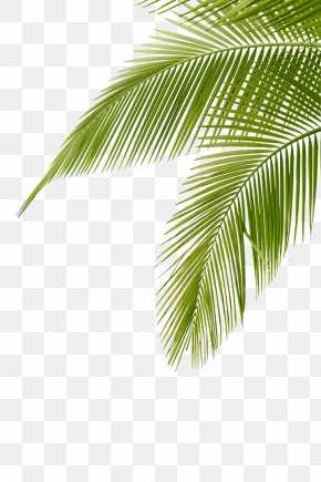 Arecaceae Leaf Frond Clip Art, PNG, 709x853px, Arecaceae, Arecales ...