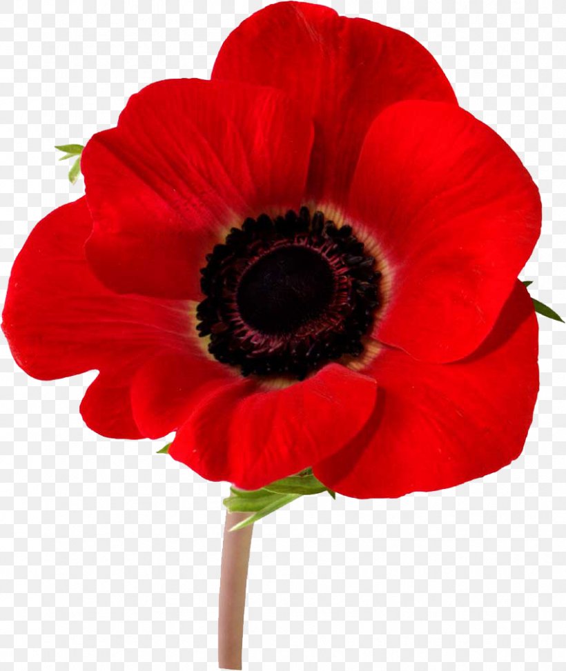 Armistice Day Remembrance Poppy Memorial Day Bleuet De France, PNG, 848x1007px, Armistice Day, Anemone, Annual Plant, Clothing, Common Poppy Download Free